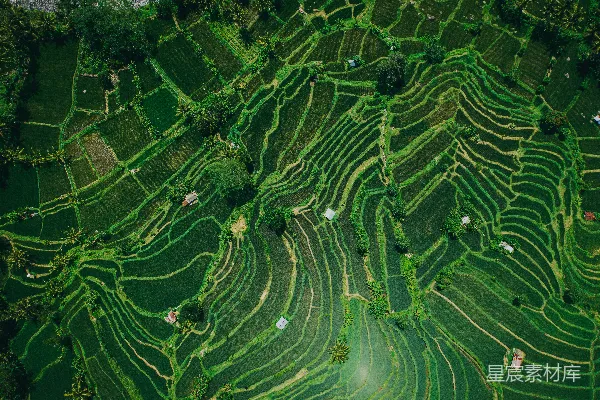 高清摄影 一幅茂密的绿色稻田的鸟瞰图