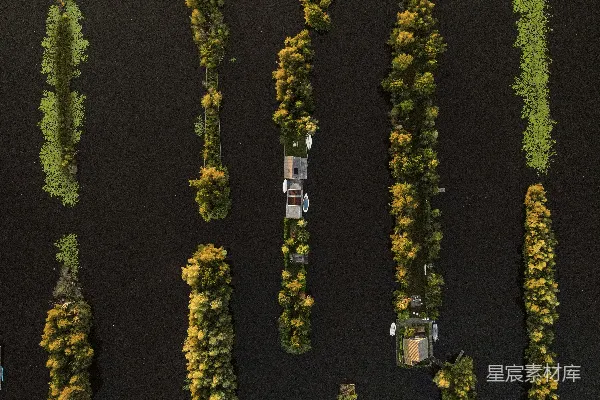 高清摄影 一组紧挨着水体的树木