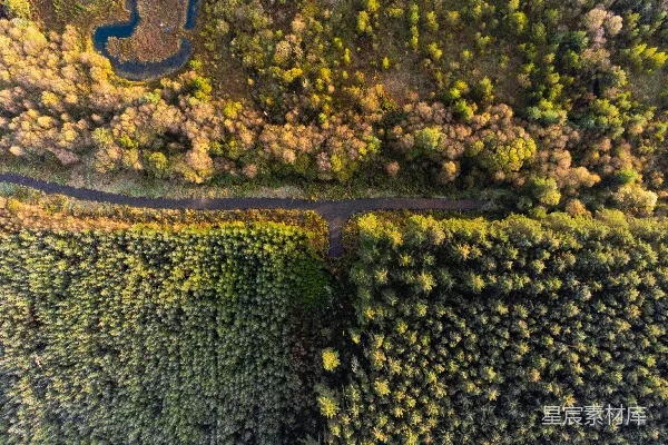高清摄影 空中俯瞰一条被树木环绕的道路。