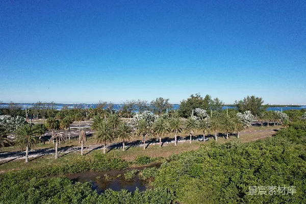 高清摄影 一条两旁种有棕榈树的空中俯瞰道路
