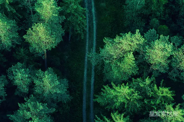 高清摄影 森林中间的一条道路的航拍图