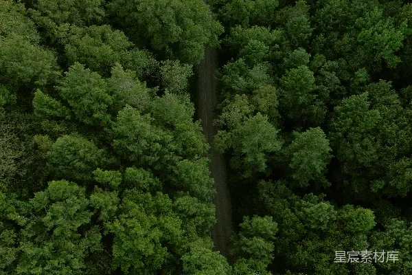 高清摄影 俯瞰一条穿过茂密森林的狭窄道路。