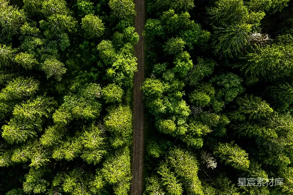 高清摄影 一条穿过茂密绿色森林的公路鸟瞰图