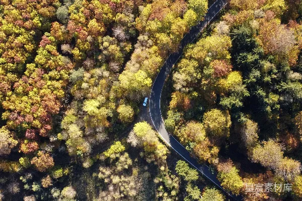 高清摄影 空中俯瞰蜿蜒的小路，两旁树木环绕。