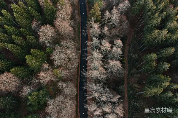 高清摄影 树木中间的黑白道路