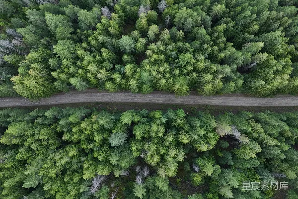 高清摄影 森林中一条分隔密集树木的空中路径的鸟瞰图。