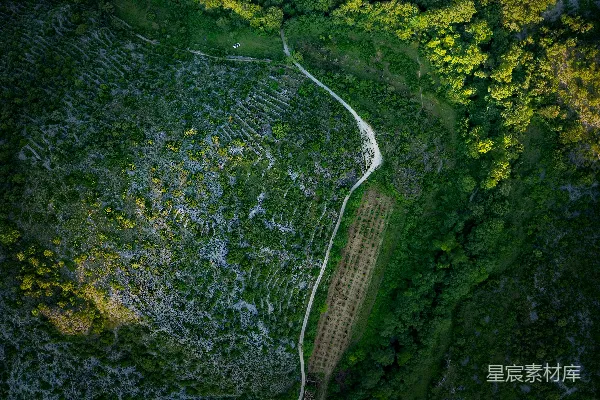 高清摄影 空中俯瞰绿意盎然的森林和道路