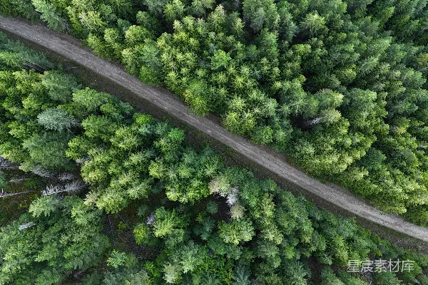 高清摄影 蜿蜒的小路穿过茂密的绿色森林