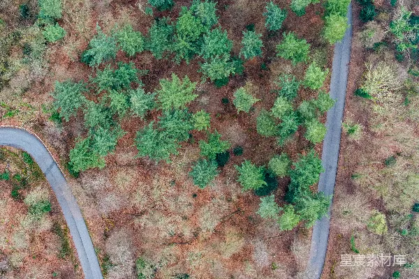 高清摄影 一条蜿蜒穿过森林的小路，两旁是绿树成荫。