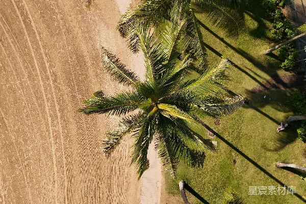 高清摄影 棕榈树的影子投射在沙子和草地上。