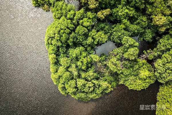 高清摄影 俯瞰郁郁葱葱的绿色森林与深色水域相接的景象