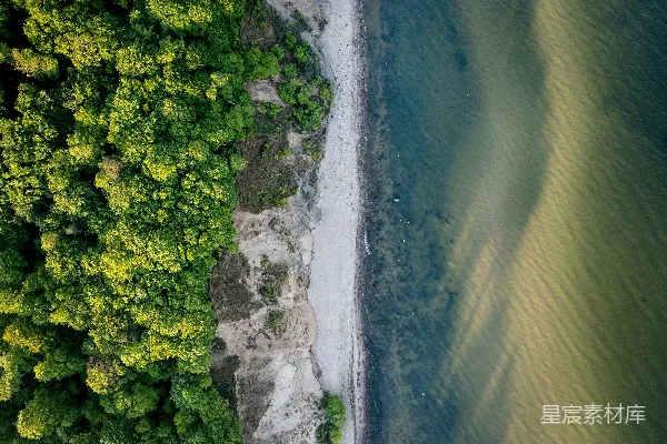 高清摄影 海滩和树木的空中俯瞰图