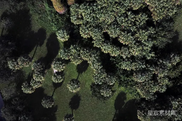 高清摄影 森林的俯瞰图，有许多树木。