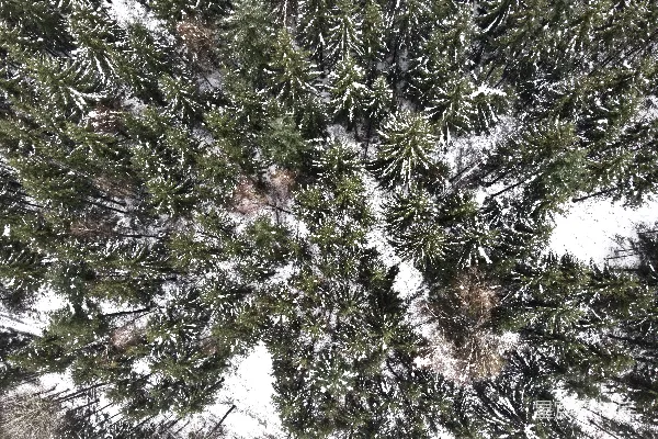 高清摄影 仰望一棵被雪覆盖的松树