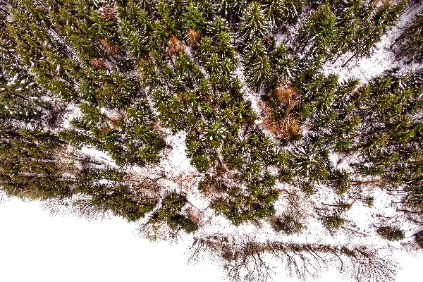 高清摄影 一群被雪覆盖的树木在下雪天。