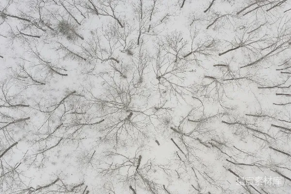 高清摄影 一棵被雪覆盖的树