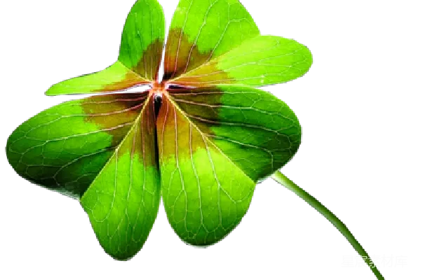 元素素材 Clover