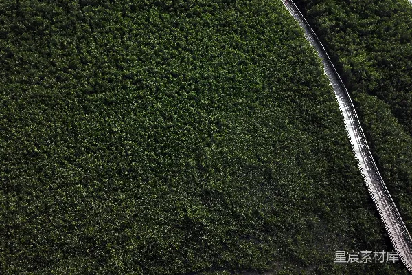 高清摄影 森林中间的一条道路的空中俯瞰图