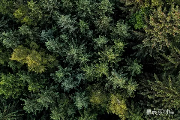 高清摄影 一排并排的树。