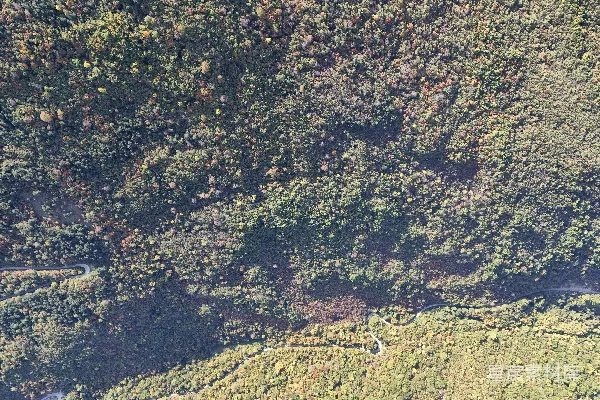 高清摄影 航拍密集森林和草地地形