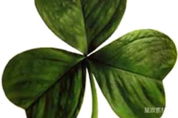 元素素材 Clover