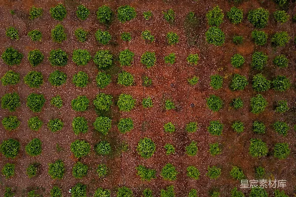 高清摄影 对齐蔬菜盘