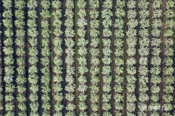 高清摄影 从空中俯瞰一排树木的景象