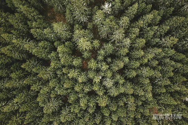 高清摄影 白天的绿色和红色植物