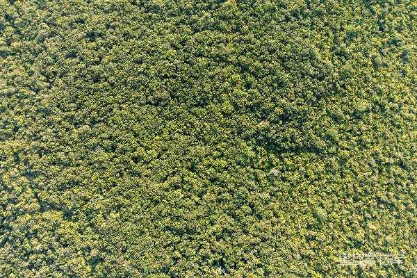 高清摄影 一张草地的特写照片