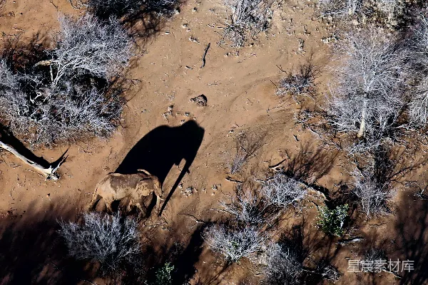 高清摄影 大象的俯视摄影
