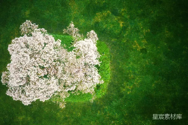 高清摄影 一株盛开的树的空中俯瞰图