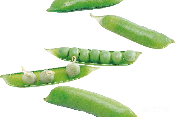 元素素材 豌豆