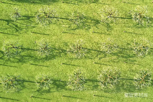 高清摄影 白天的绿草地