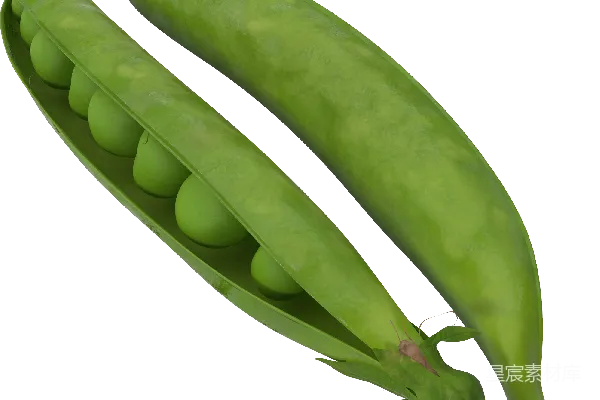 元素素材 豌豆