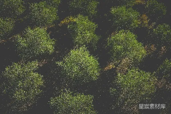 高清摄影 一排站立在草地上的树木