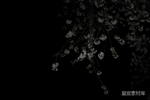 高清摄影 一棵带白花的树在黑暗中
