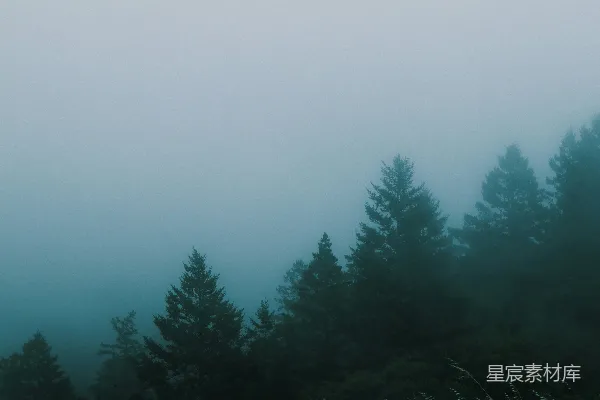 高清摄影 白天下着绿松树