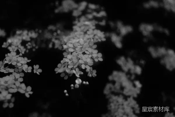 高清摄影 一张黑白照片，上面有小的白色花朵。