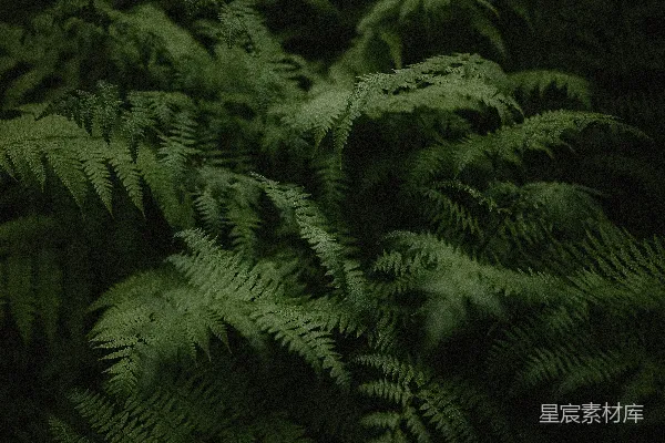 高清摄影 一张绿植簇的特写照片