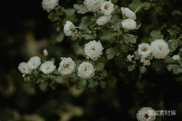 高清摄影 一丛开白色花的灌木