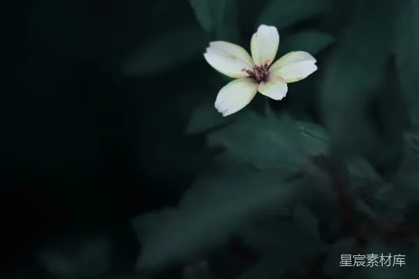 高清摄影 在选择性聚焦摄影中，白色五瓣花