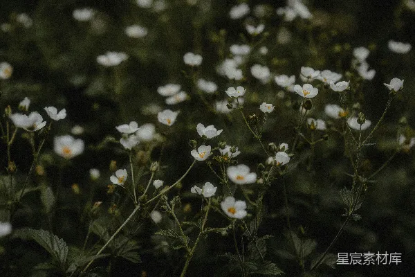高清摄影 一簇白色的花在草地上。