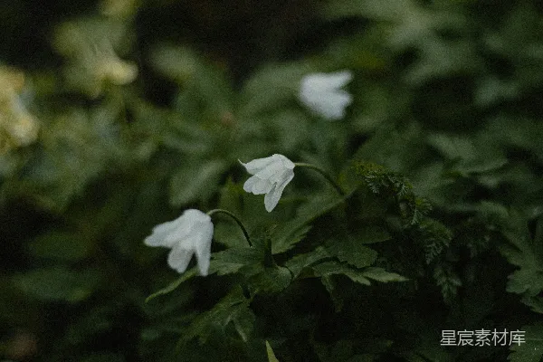 高清摄影 一簇白色的花在草地上