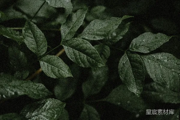 高清摄影 一张绿色植物的特写照片
