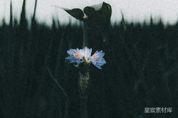 高清摄影 一片高草中的一朵花