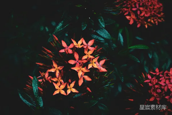 高清摄影 一束在黑暗中盛开的花