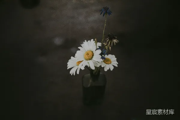 高清摄影 三朵白雏菊花