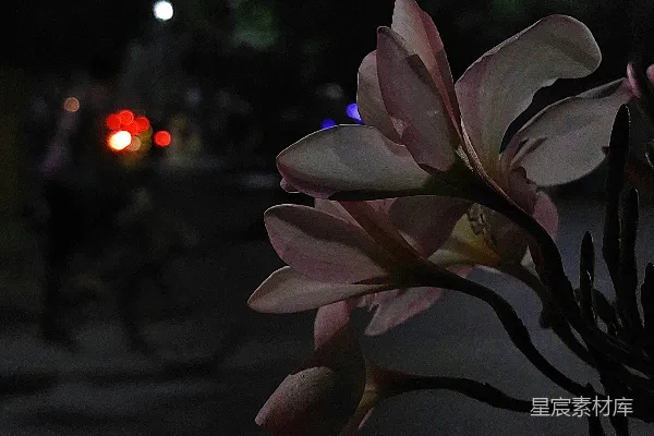 高清摄影 一朵花的特写