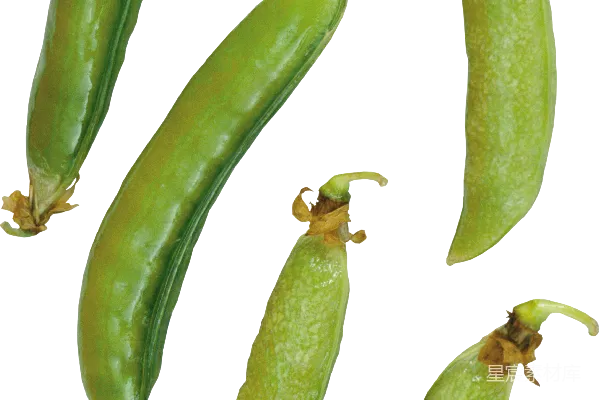 元素素材 豌豆