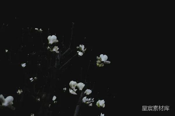 高清摄影 一株白色叶子植物的特写照片